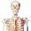 Πρόπλασμα ανθρώπινου σκελετού Α10