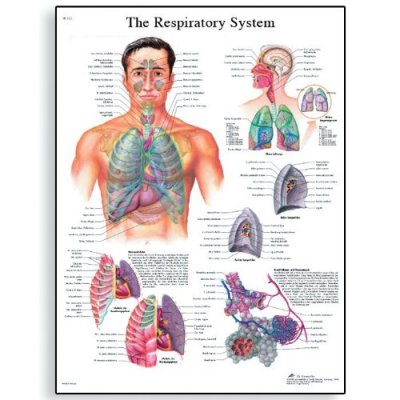 Εκπαιδευτική αφίσα αναπνευστικού συστήματος 3B Scientific