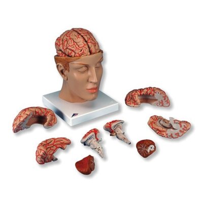 Πρόπλασμα ανθρώπινου εγκεφάλου 8 τμημάτων C25